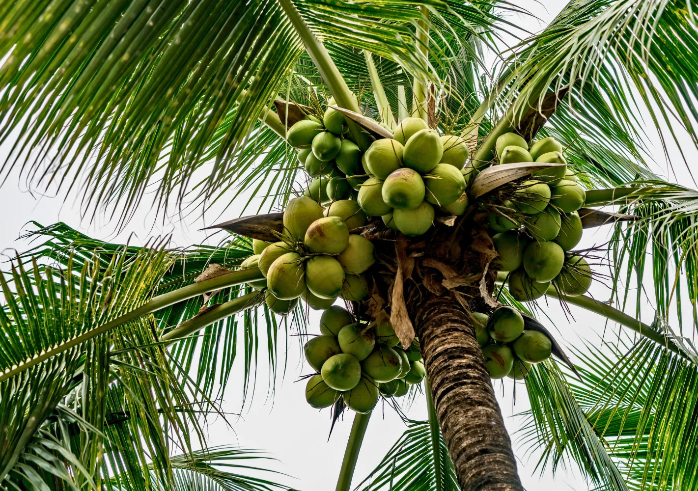 collection-info-banner